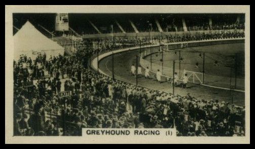 9 Greyhound Racing